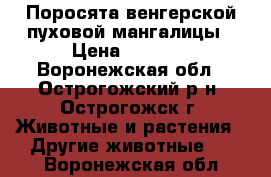 Поросята венгерской пуховой мангалицы › Цена ­ 6 000 - Воронежская обл., Острогожский р-н, Острогожск г. Животные и растения » Другие животные   . Воронежская обл.